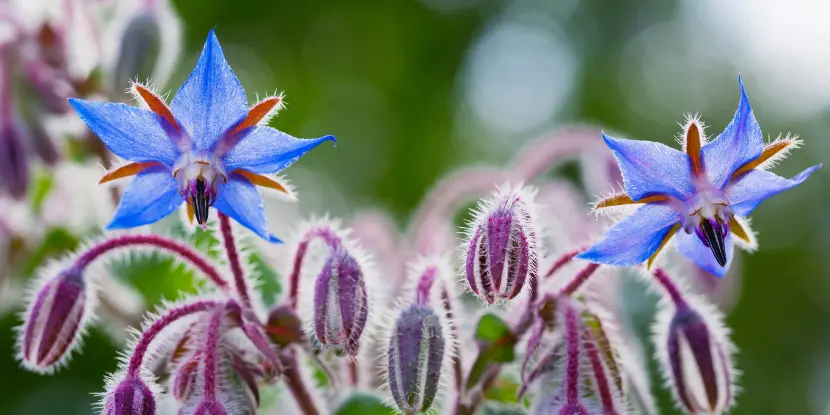 Borage flowers ripe for harvest