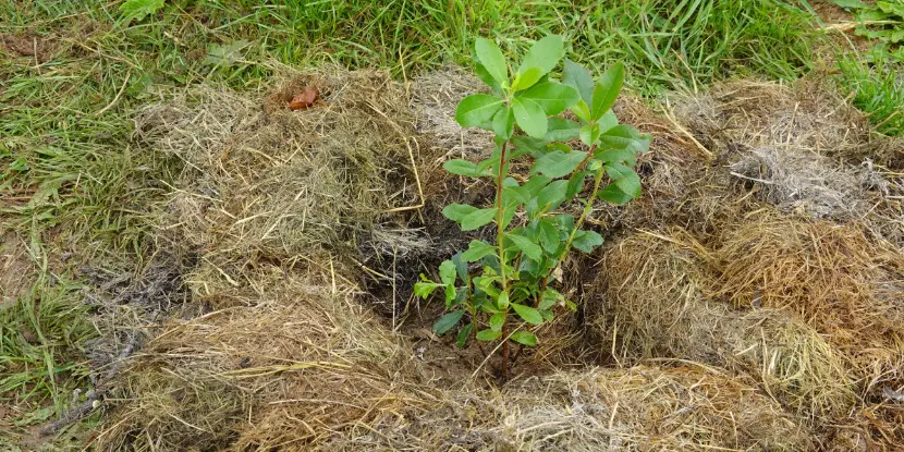 Straw mulch around a young tree