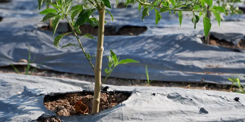 Plastic mulch in a tree farm