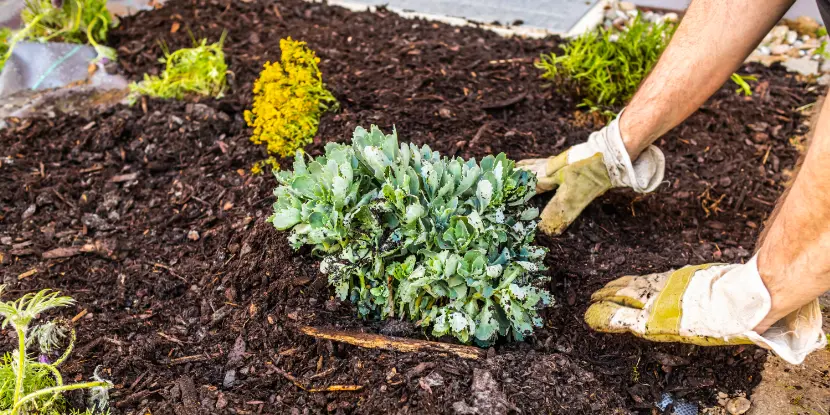 Wood bark mulch in a flower garden