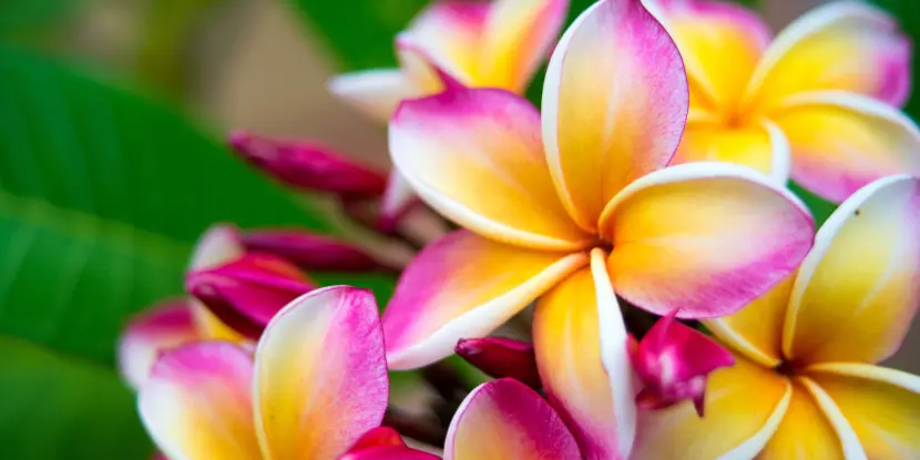 Pink and yellow plumeria buds and blossoms