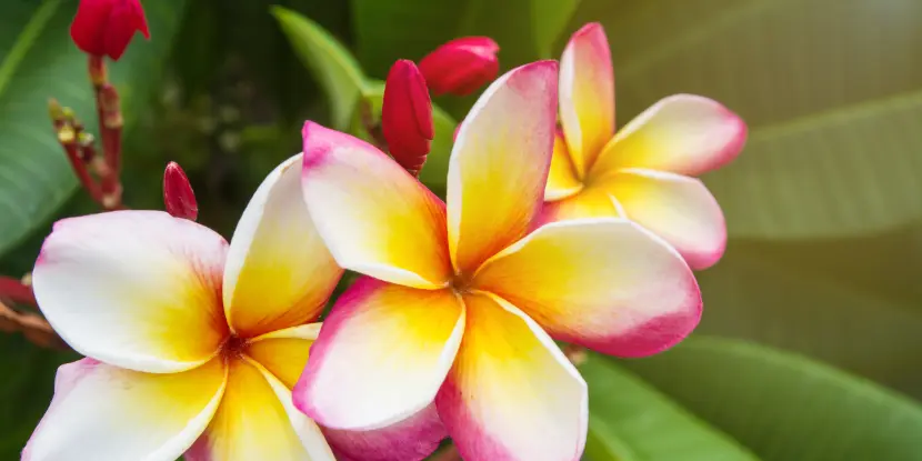 Pink, white, and yellow plumeria in bloom