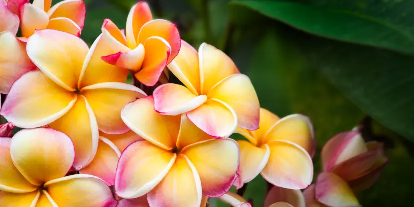 Close-up of pink and yellow plumeria flowers