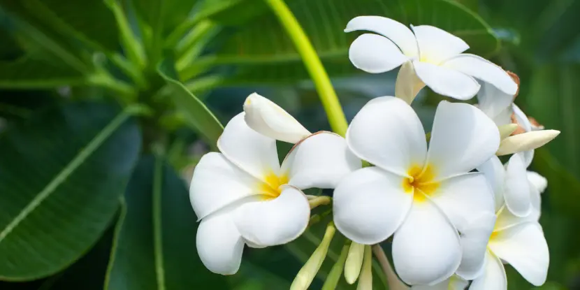 Plumeria blossoms and foliage