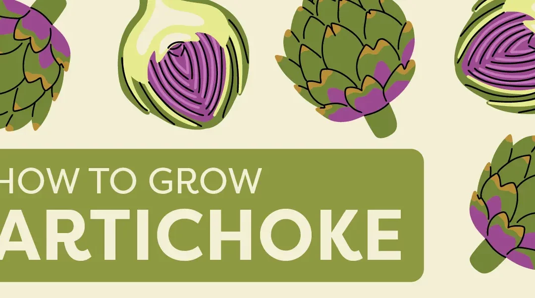 How to Grow Artichokes, the Delectable Thistles