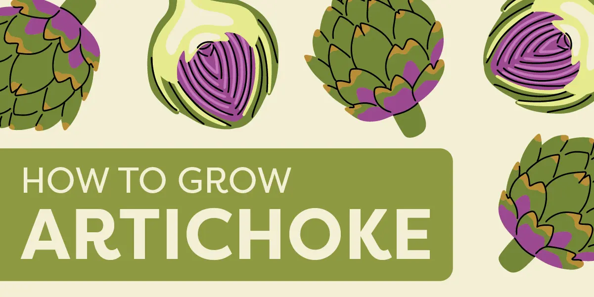 How to Grow Artichokes