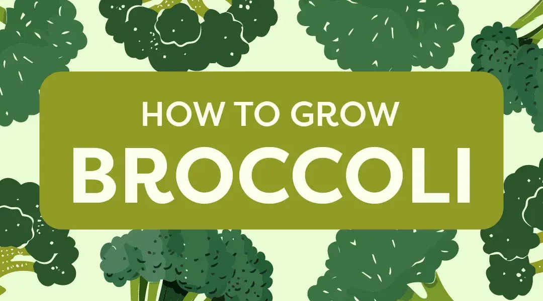 How to Grow Broccoli in Your Family Garden