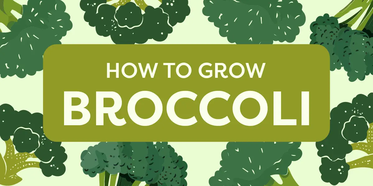 How to Grow Broccoli