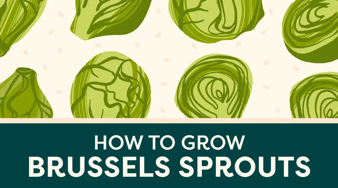 How to Grow Brussels Sprouts in Your Garden: Top Tips