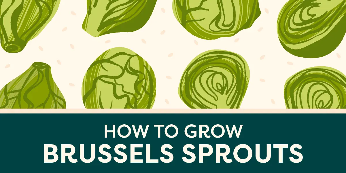 How to Grow Brussels Sprouts