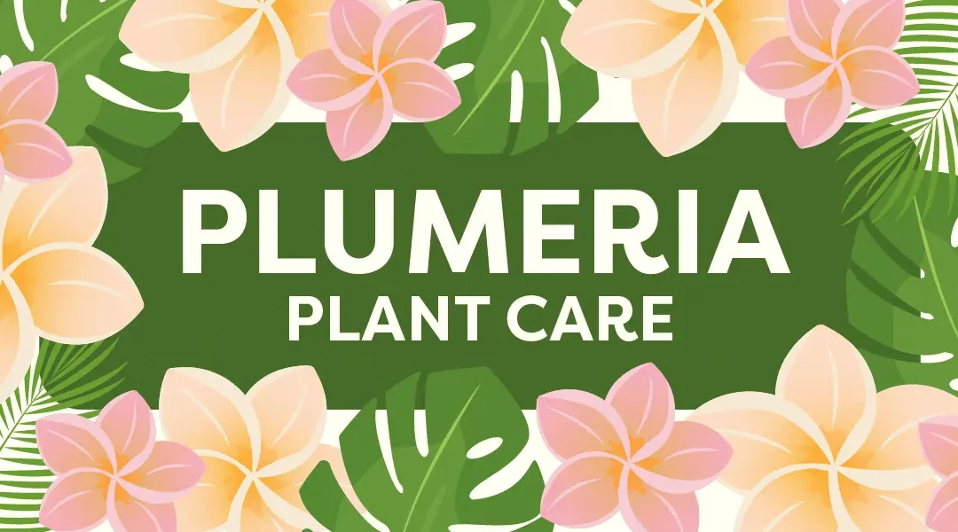 Plumeria Plant Care in Southern California