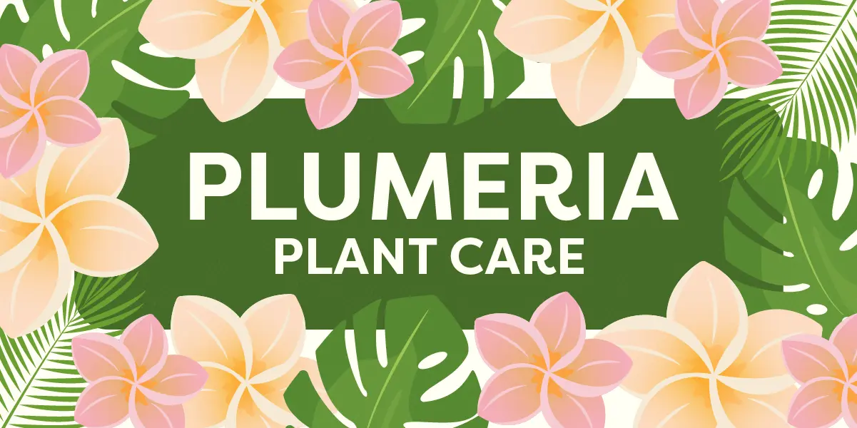 Plumeria Plant Care