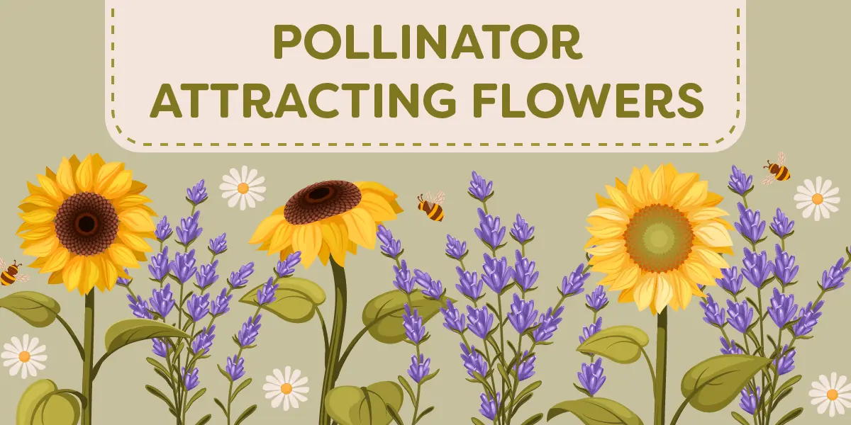 Pollinator-Attracting Flowers