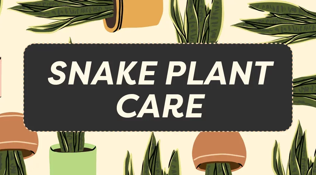 A Gardener’s Guide to Snake Plant Care