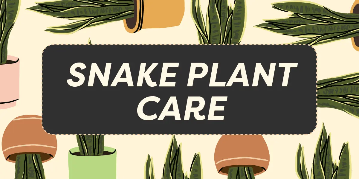 Snake Plant Care