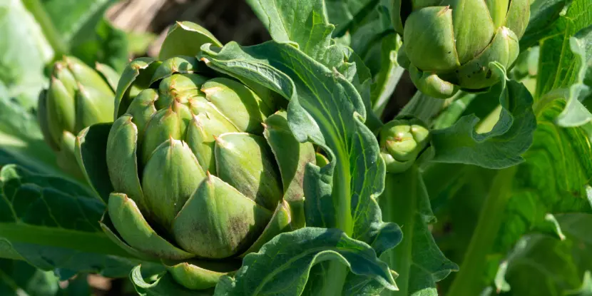 New artichoke buds