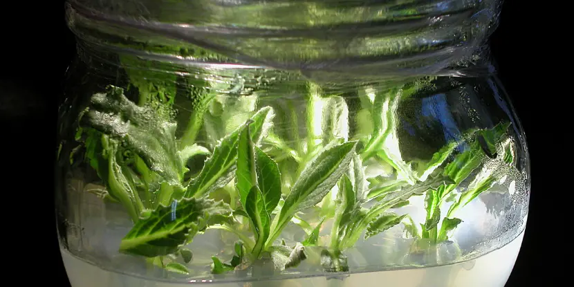 Young artichoke plants in a growing solution