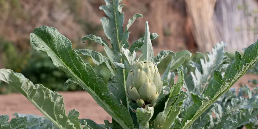 Artichoke plant and bud