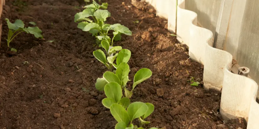 Transplanted broccoli and cauliflower seedlings