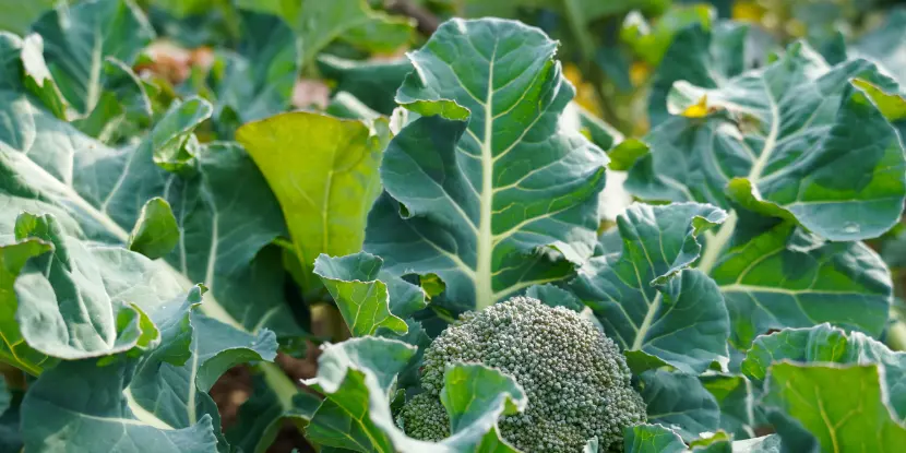 A head of broccoli forming