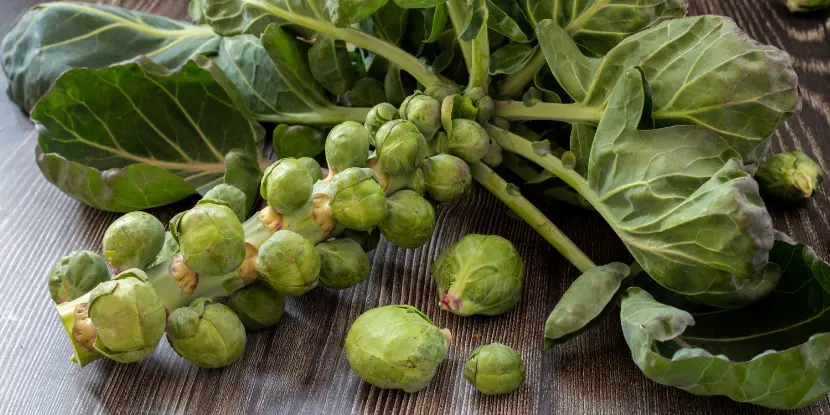 Mature Brussels sprouts stalk