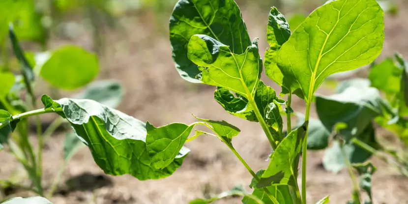 Young Brussels sprouts plants