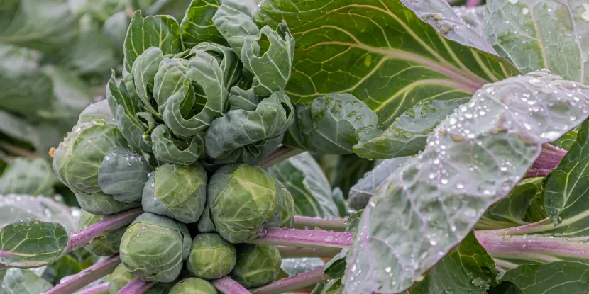 Water on Brussels sprouts foliage