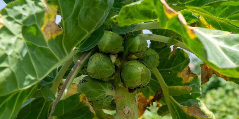 Brussels sprouts on the plant