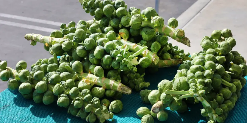 Brussels sprouts stalks