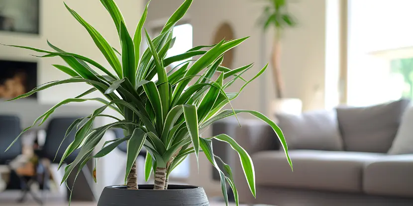 Dracaena plant in a modern living room