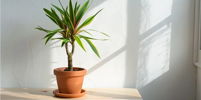 Dracaena plant next to a window