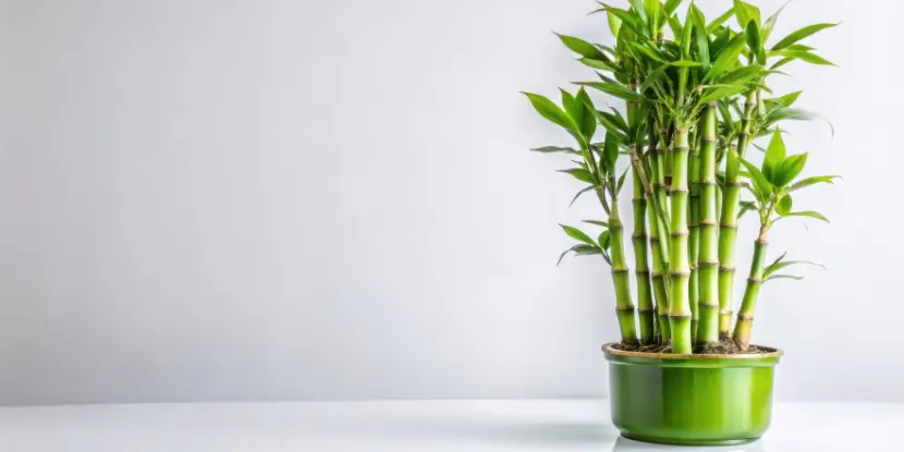 Lucky Bamboo Dracaena plant