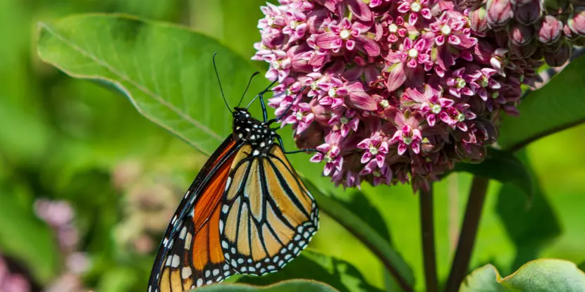 Monarch butterfly on a cluster of milkweed flowers