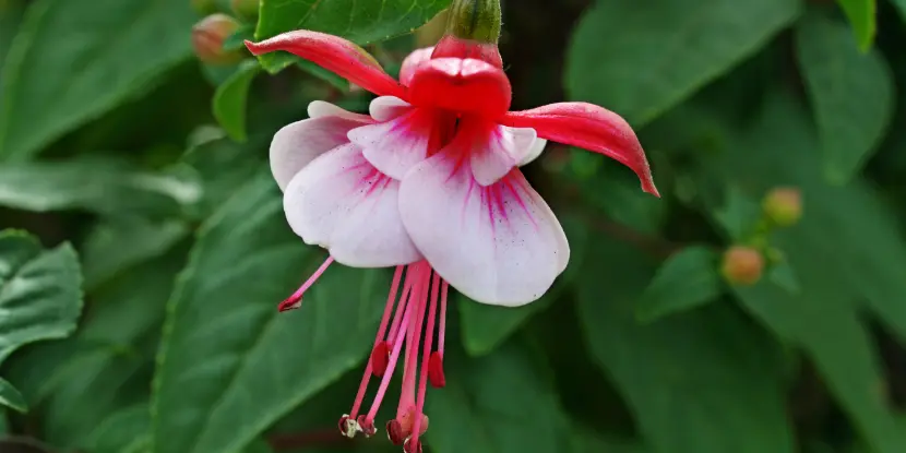 Fuchsia flower