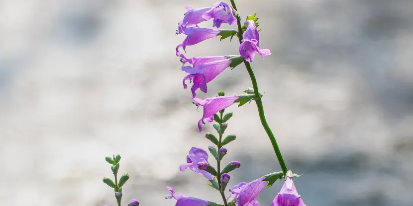 Penstemon flowers