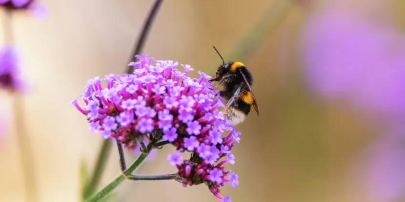 A bee on a cluster of verbena flowers