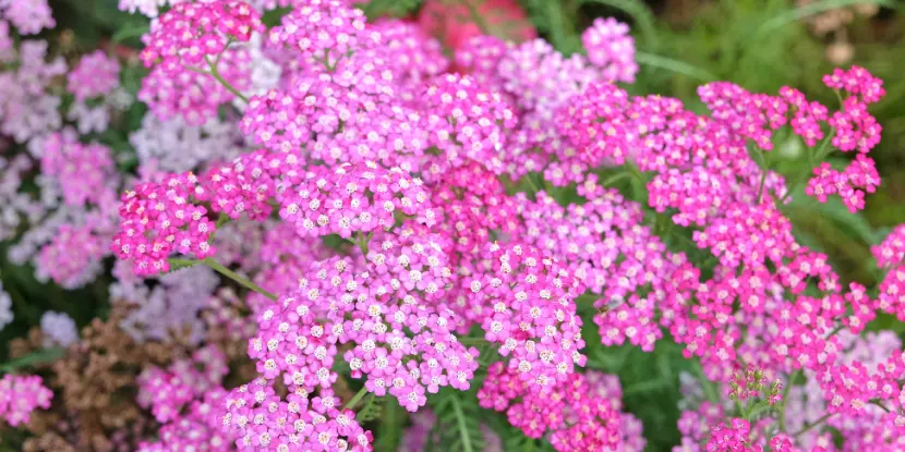 Pink yarrow flowers