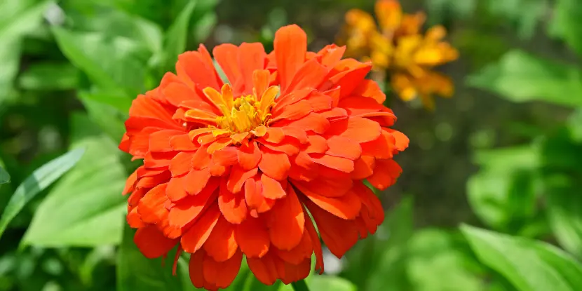 Zinnia bloom