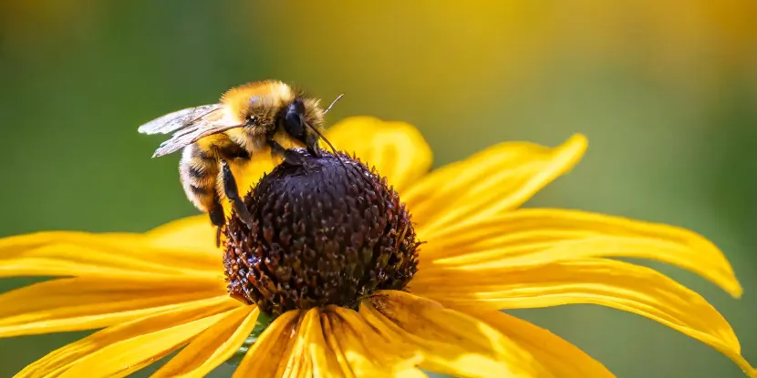 Black-eyed Susan flower