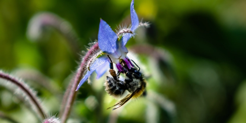 Bee on a borage flower