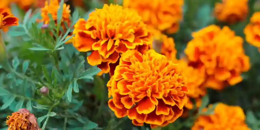 Marigold blooms