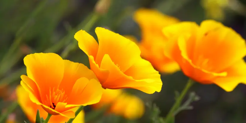 California Poppy flowers