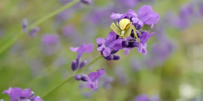 A crab spider on a lavender flower