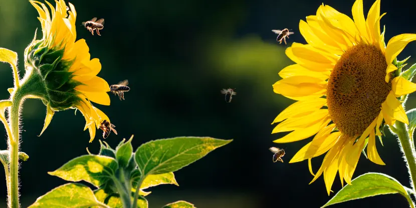 Sunflowers are one of the most potent pollen attractors