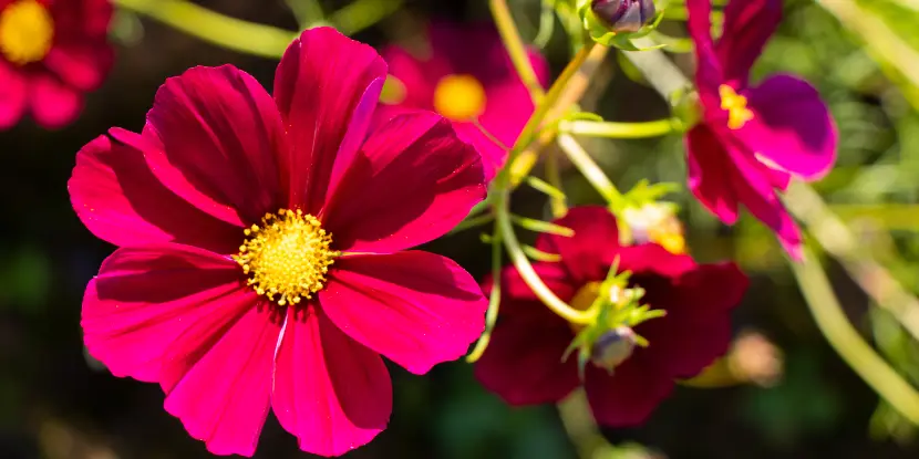 Cosmos flowers