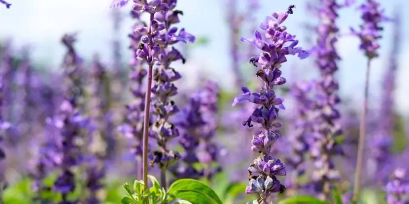 Salvia flowers