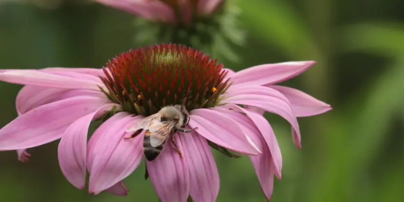 A bee on an Echinacea flower