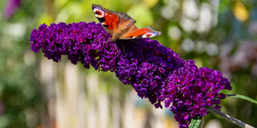 A moth on a Butterfly Bush