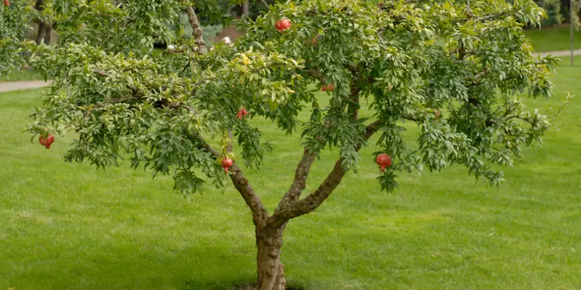 Pomegranate tree