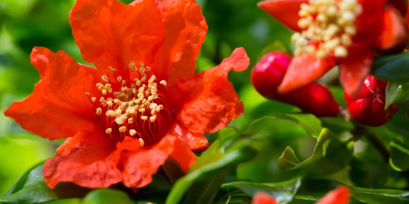 Pomegranate flowers